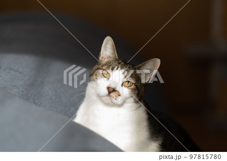 見つめる猫 キジトラ猫 見つめる猫 キジトラ猫 97815780