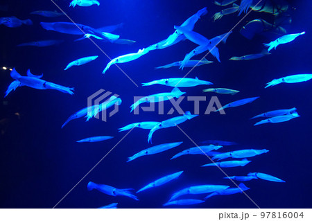 イカの群れ【上越市立水族博物館うみがたり】 97816004