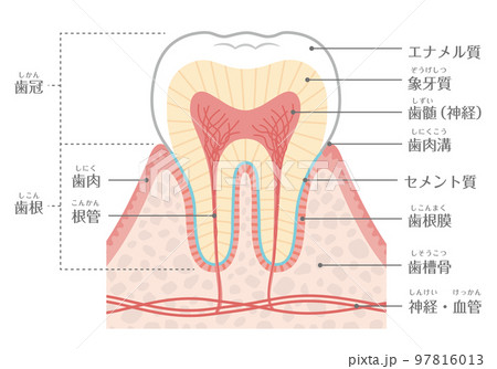 歯のイラスト_歯の構造 97816013