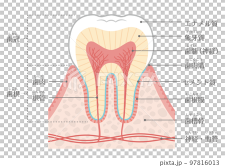 歯のイラスト_歯の構造 97816013