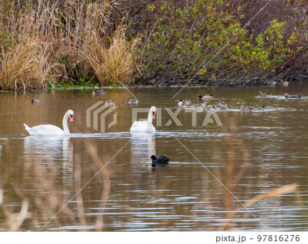冬の北浦の景色 優雅なコブハクチョウ 冬の北浦の景色 優雅なコブハクチョウ 97816276