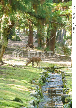森でくつろぐ奈良公園のシカたち 森でくつろぐ奈良公園のシカたち 97816279