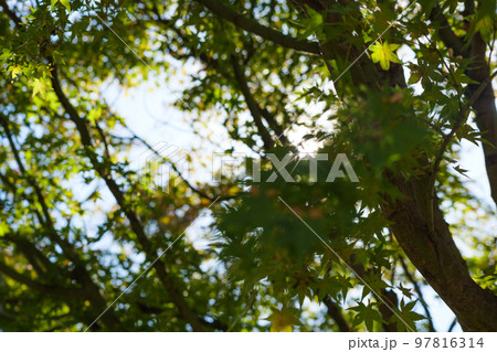 秋の陽光に輝く黄緑色のカエデ 秋の陽光に輝く黄緑色のカエデ 97816314