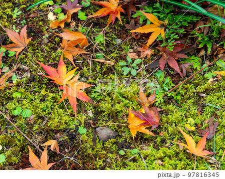 美しい秋の景色　苔の絨毯に落ちた鮮やかな紅葉 97816345