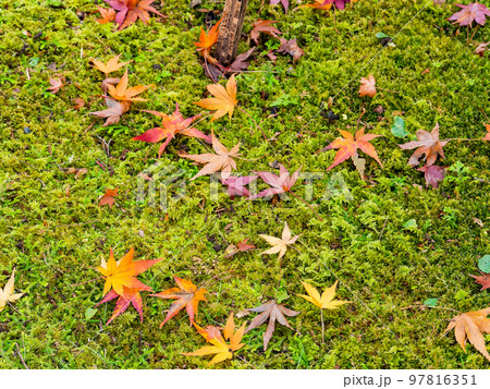 美しい秋の景色　苔の絨毯に落ちた鮮やかな紅葉 97816351
