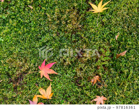 美しい秋の景色　苔の絨毯に落ちた鮮やかな紅葉 97816361