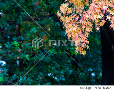 美しい秋の景色　苔の絨毯に落ちた鮮やかな紅葉 97816362