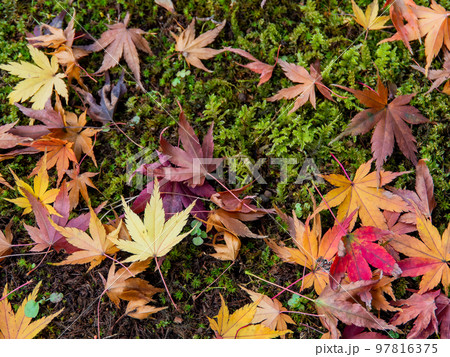 美しい秋の景色　苔の絨毯に落ちた鮮やかな紅葉 97816375