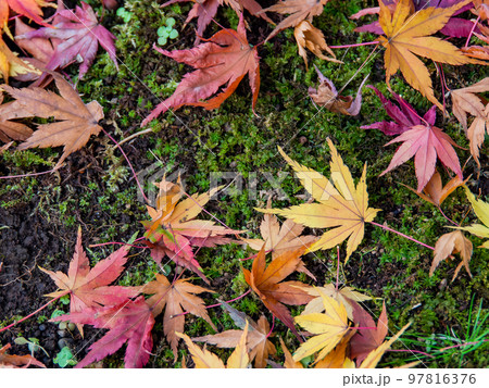 美しい秋の景色　苔の絨毯に落ちた鮮やかな紅葉 97816376