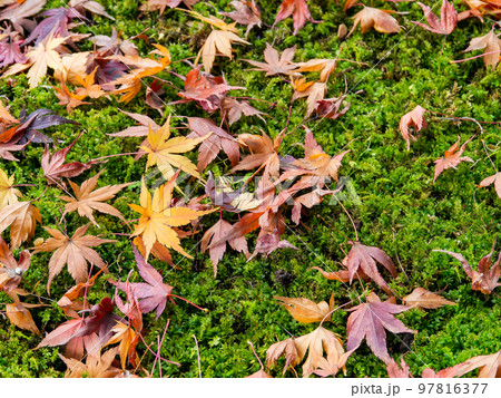 美しい秋の景色　苔の絨毯に落ちた鮮やかな紅葉 97816377