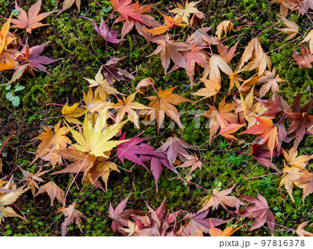 美しい秋の景色　苔の絨毯に落ちた鮮やかな紅葉 97816378