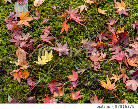 美しい秋の景色　苔の絨毯に落ちた鮮やかな紅葉 97816379