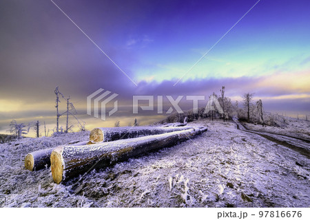 Felled beech tree trunks Felled beech tree trunks 97816676