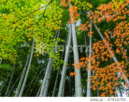 秋の景色 竹を背景系にした美しい紅葉 秋の景色 竹を背景系にした美しい紅葉 97816700