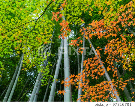 秋の景色 竹を背景系にした美しい紅葉 秋の景色 竹を背景系にした美しい紅葉 97816701