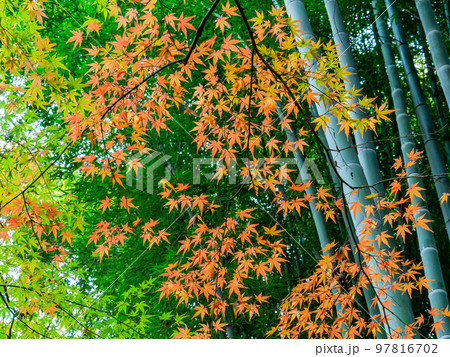 秋の景色 竹を背景系にした美しい紅葉 秋の景色 竹を背景系にした美しい紅葉 97816702
