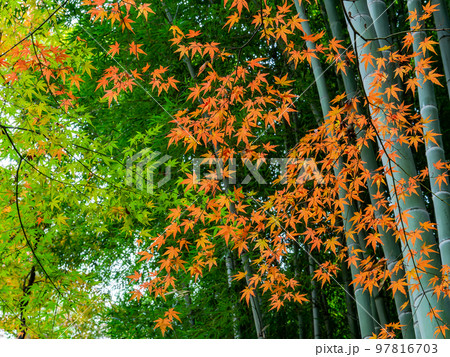 秋の景色 竹を背景系にした美しい紅葉 秋の景色 竹を背景系にした美しい紅葉 97816703