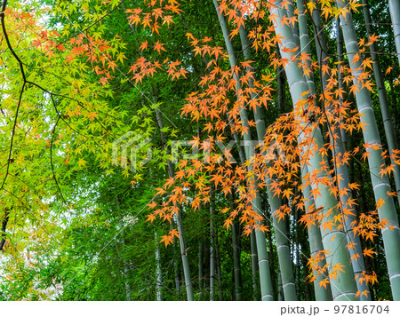 秋の景色 竹を背景系にした美しい紅葉 秋の景色 竹を背景系にした美しい紅葉 97816704