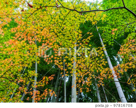 秋の景色 竹を背景系にした美しい紅葉 秋の景色 竹を背景系にした美しい紅葉 97816708
