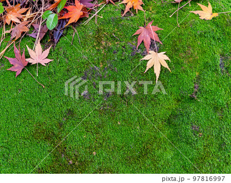 美しい秋の景色　苔の絨毯に落ちた鮮やかな紅葉 97816997
