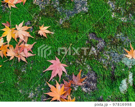 美しい秋の景色 苔の絨毯に落ちた鮮やかな紅葉 美しい秋の景色 苔の絨毯に落ちた鮮やかな紅葉 97816998
