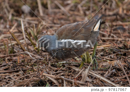 東京都/杉並/善福寺公園/バン 東京都/杉並/善福寺公園/バン 97817067