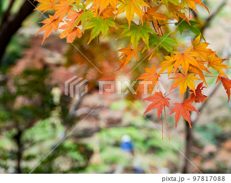 秋の景色　色とりどりの美しい紅葉 97817088