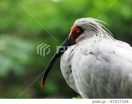 緑背景のトキのポートレート 97817166