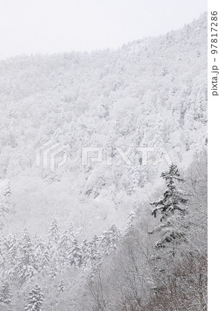 【北海道美瑛町】雪景色の森 【北海道美瑛町】雪景色の森 97817286