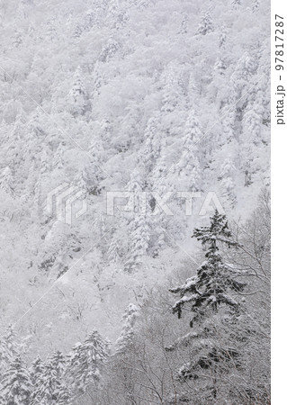 【北海道美瑛町】雪景色の森 【北海道美瑛町】雪景色の森 97817287