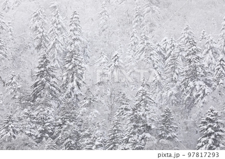 【北海道美瑛町】雪景色の森 97817293