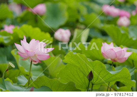 蓮の花 97817412