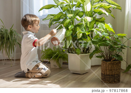 Little cute boy is watering indoor plants from a stylish watering can in a designer home interior. 97817868