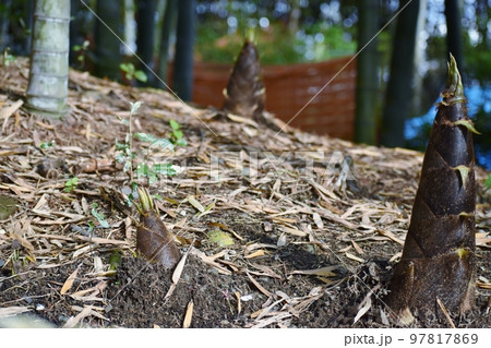 見る見るうちに伸びるタケノコ 見る見るうちに伸びるタケノコ 97817869