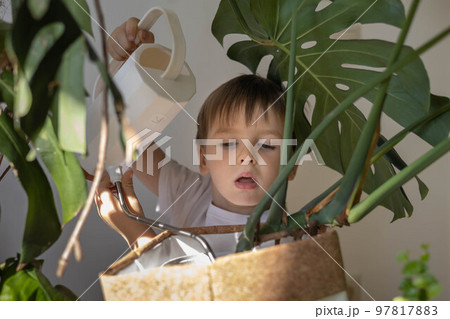 Little cute boy is watering indoor plants from a stylish watering can in a designer home interior. 97817883