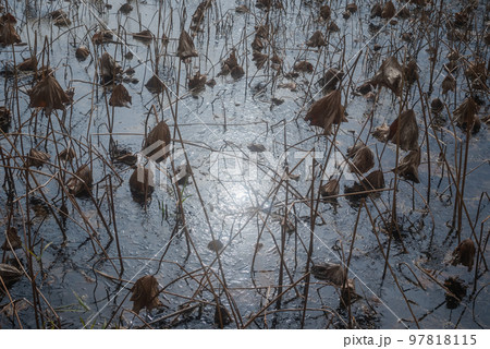 黄泉の国【凍結した蓮池】 黄泉の国【凍結した蓮池】 97818115