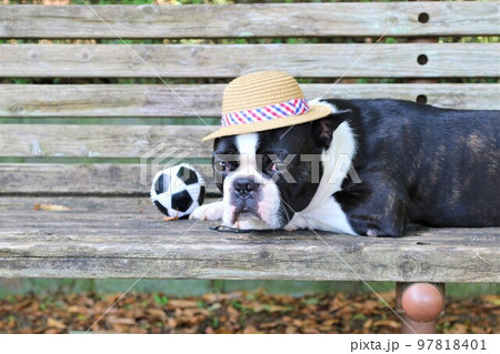 ドックランでボール遊びを楽しんだ後ベンチで可愛く見つめる麦わら帽子のボストンテリア♡マイティ君 97818401