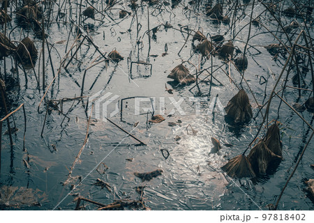 黄泉の国【凍結した蓮池】 黄泉の国【凍結した蓮池】 97818402