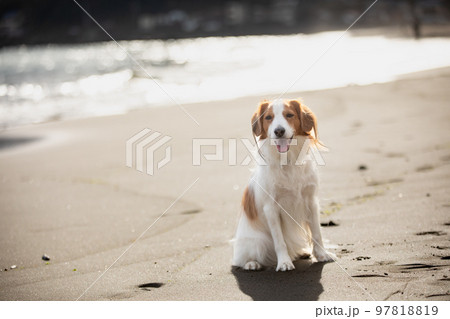 冬の海を背景に砂浜でたたずむコーイケルホンディエ 97818819