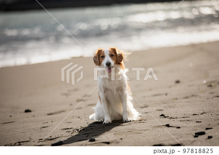 冬の海を背景に砂浜でたたずむコーイケルホンディエ 97818825