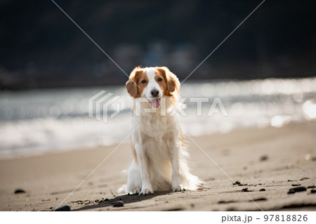 冬の海を背景に砂浜でたたずむコーイケルホンディエ 97818826
