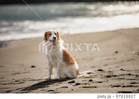 冬の海を背景に砂浜でたたずむコーイケルホンディエ 97818827