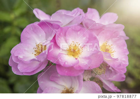 harkness rosa. Rose with small pink flat flowers with glow from the sunset 97818877