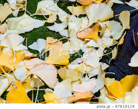 しっとりとした秋の美しい景色　イチョウの落葉についた朝露の水滴 97819129