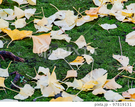 しっとりとした秋の美しい景色　イチョウの落葉についた朝露の水滴 97819131