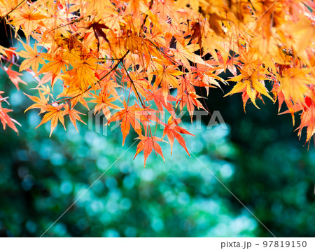 秋の景色　色とりどりの美しい紅葉 97819150