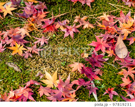 美しい秋の景色 苔の絨毯に落ちた鮮やかな紅葉 美しい秋の景色 苔の絨毯に落ちた鮮やかな紅葉 97819231