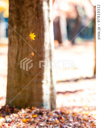 秋の美しい景色 風に舞う2枚の紅葉 秋の美しい景色 風に舞う2枚の紅葉 97819332