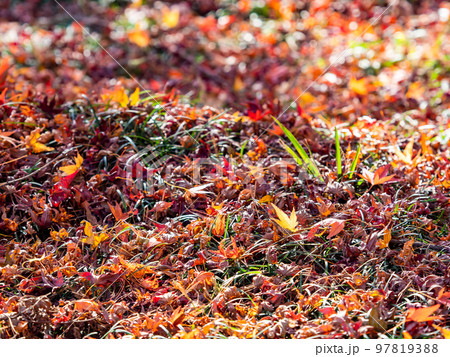 秋の美しい景色　散ってもなお美しい紅葉の絨毯 97819388