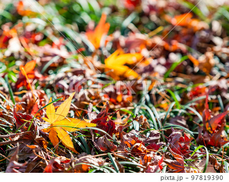 秋の美しい景色　散ってもなお美しい紅葉の絨毯 97819390